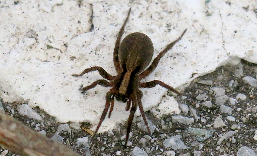 Femmina di Lycosidae... alpecosa? Grazie anticipatamente